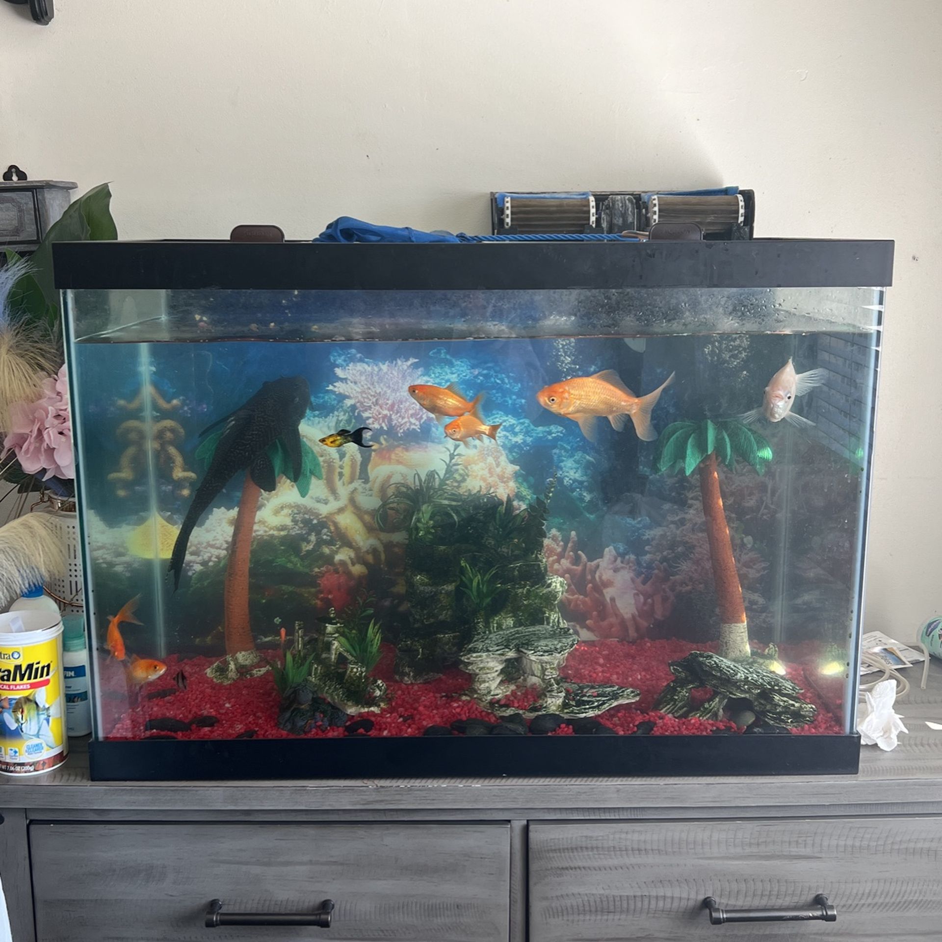 Big Fish Tank And Fish