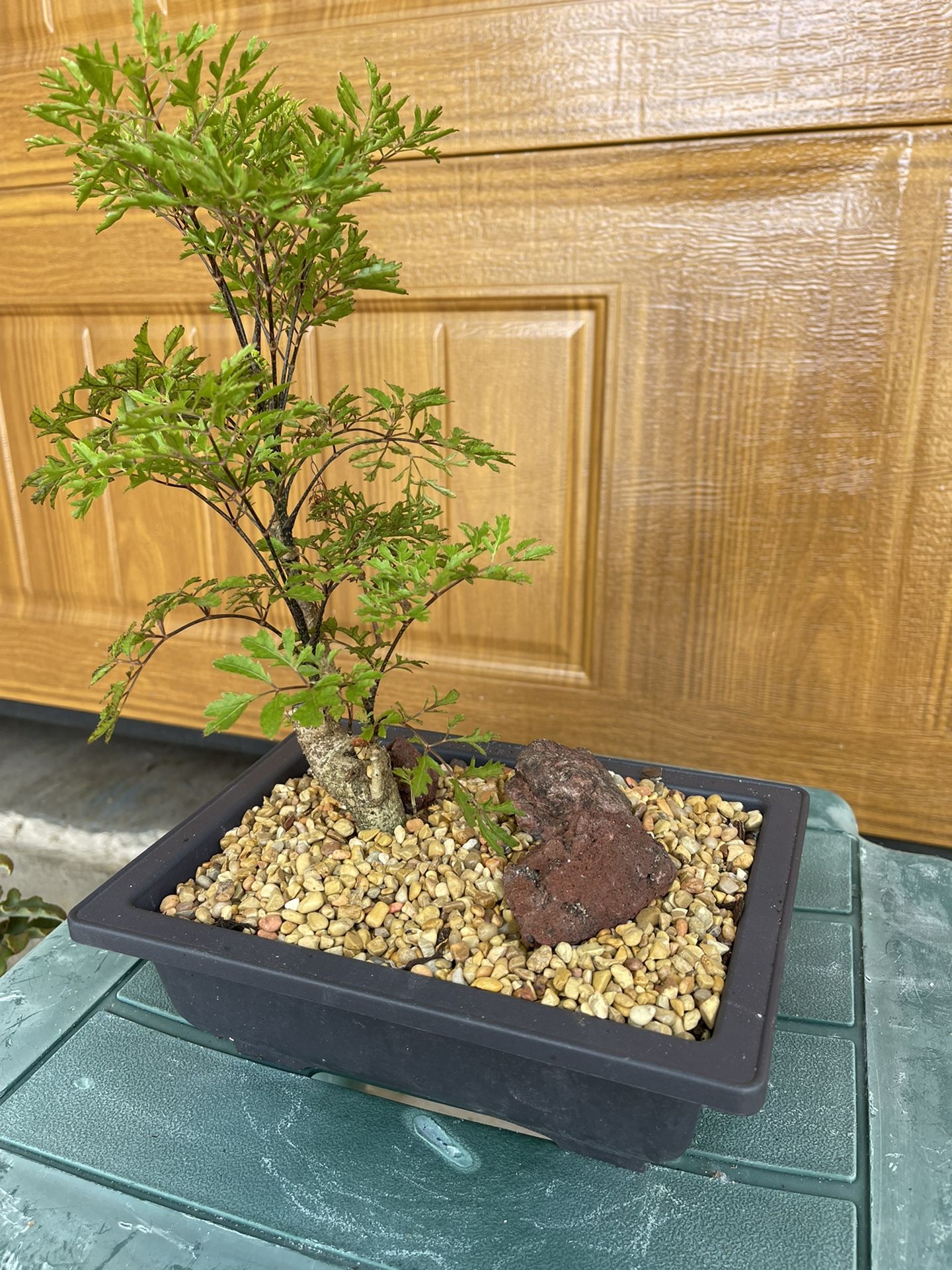 Bonsai for Sale in Fort Lauderdale, FL OfferUp