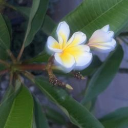 Plumeria Plant 😍