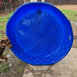 Free Dog Pool 