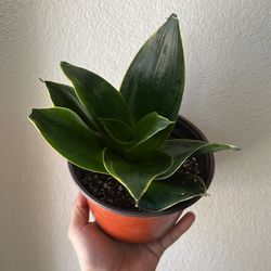Golden Black Hahnii Snake Plant