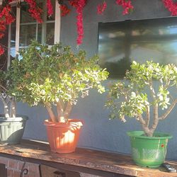 Jade Plant Money Trees