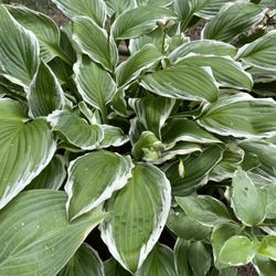 Hosta “Francee” Perennial Plant.