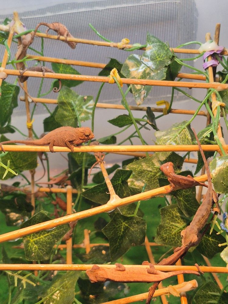 Panther Chameleon Accessories