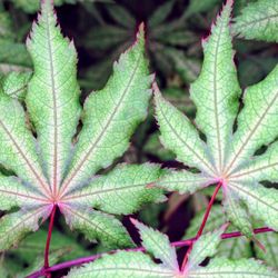 ‘Amber Ghost’ Japanese Maple Trees —