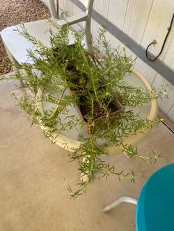 Planta amor de un rato