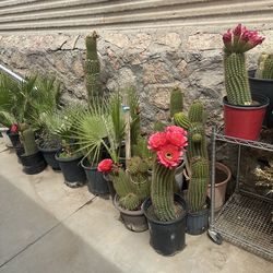 Palm Trees and Cactus for Sale