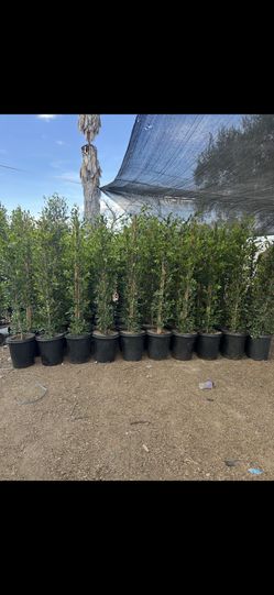 Ficus
