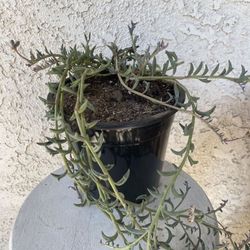 1.5 Gallon Pot Hanging Trailing Succulent Plant - Dendrophorbium Peregrinum - String of Dolphins - Established Plant - Drought Resistant 🪴  