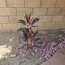 Cordyline Plant Pink Plant