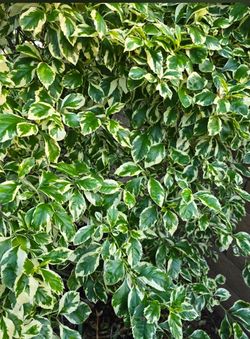 Variegated Duranta Erecta Plant