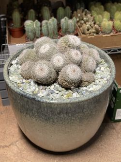 Mammillaria Clustet 15 Gal Pot