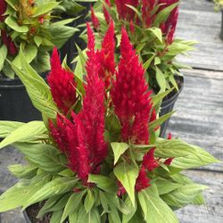 Celosia - 3 Gallons