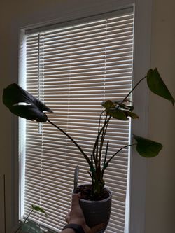 Monstera Deliciosa