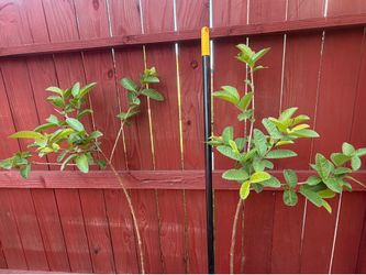 Guava plant 5 Ft tall