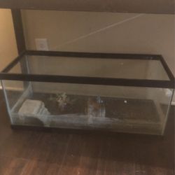 35 Inch Fish Tank Comes With Baby Snapping Turtle