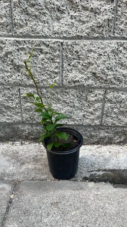Organic Lemon Tree Few Inches Tall