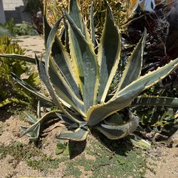 Agave Plants