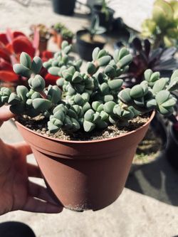 $6 'Ice Plant' Delosperma lehmannii' Indoor/outdoor Drought Tolerant Plant