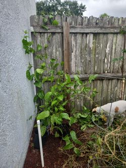 Posting again my PASSION FRUITS.