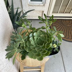 Succulent Arrangement 