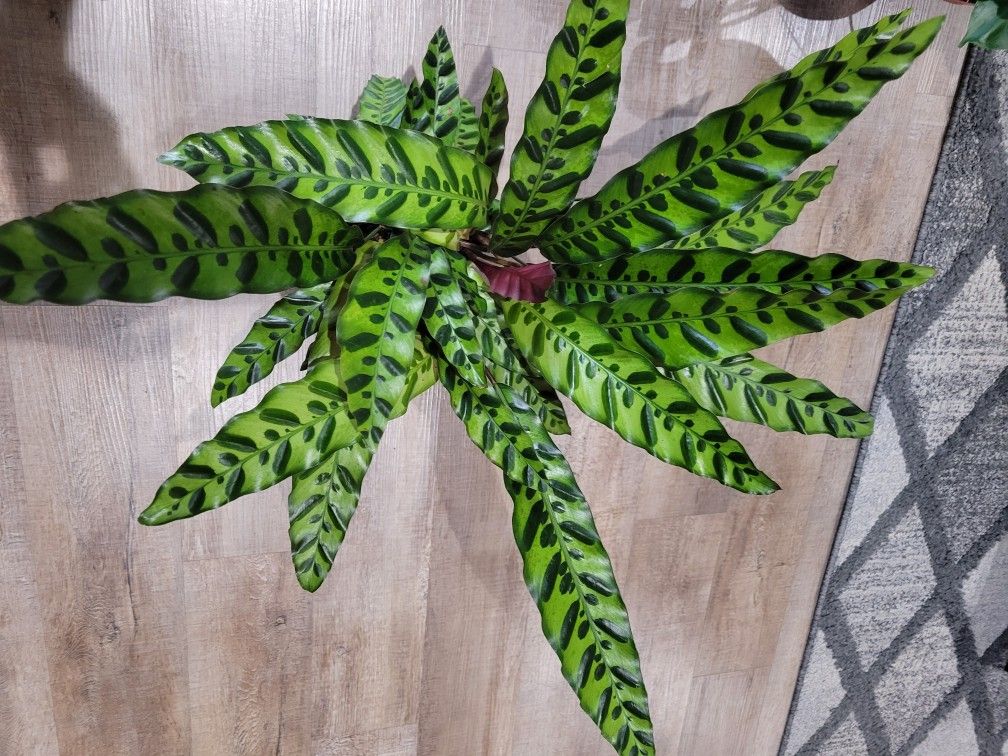 Houseplant - Calathea