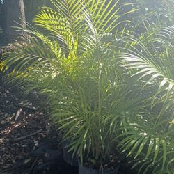 Areca Palm Sale! 7gl $16