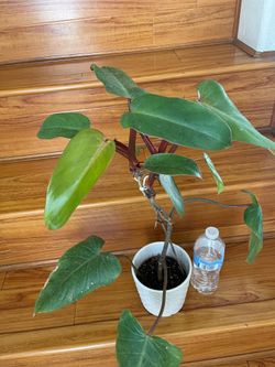 Philodendron red emerald plant with pot