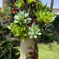 Very Beautiful Plants 🪴 