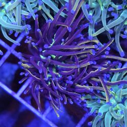 New York Knicks Reeftank Decoration 