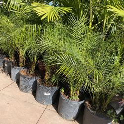 Beautiful Pygmy Palm $$38