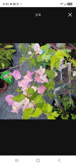 Large Bougainvillea in Upgraded Self Watering Pot