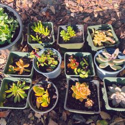 Assorted Succulent Plants