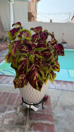 Coleus plant