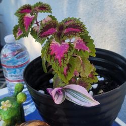 ORGANIC COLEUS PLANT WITH BONUS TRANDESA PLANT.