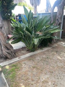 Bird of paradise plant 1/2 Free