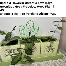 Three Hoyas In Ceramic Pots