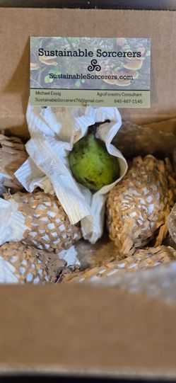 Pawpaws-rare offering