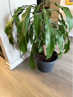 Plant