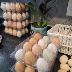 Fresh Eggs