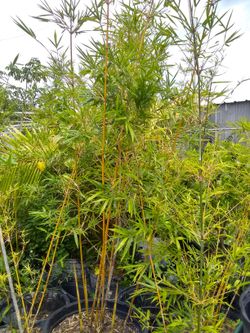 Bamboo tree gray for privacy