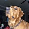 Colby