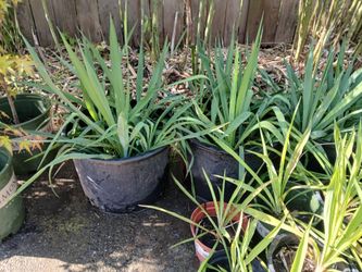 Yucca Mondo Grass 3 for