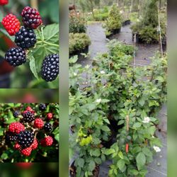 Blackberry Plants In 3gal Plantas De Mora Injertado 3gal 