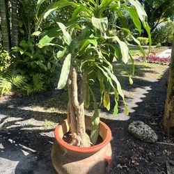 Large clay pot and plant