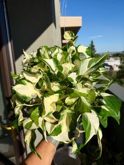 Pothos - Ivory Knight