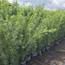podocarpus    4 To 5 Feet tall Instant Privacy Hedge For Fence Green Full Ready $10