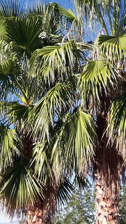 Palm Seeds Starts from $1