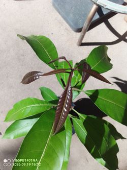 Bonito arbolito de Mango $20 Dlls