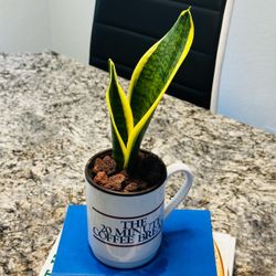 Sensevieria plant in Ceremic mug